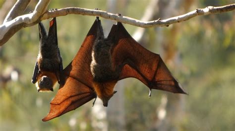 neocorona|What We Know About NeoCoV Coronavirus Found in Bats.